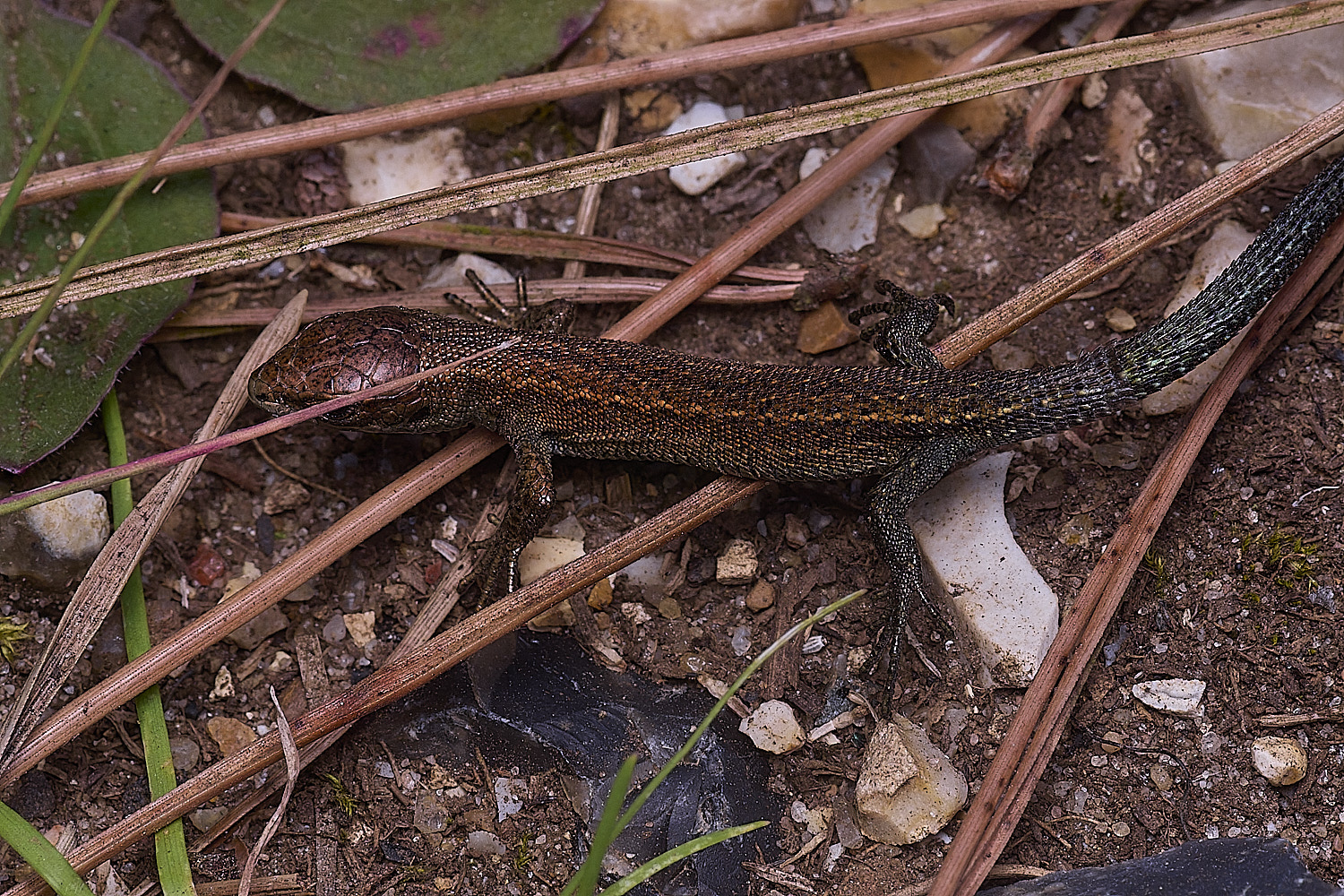 SantonDownhamLizard250825-1