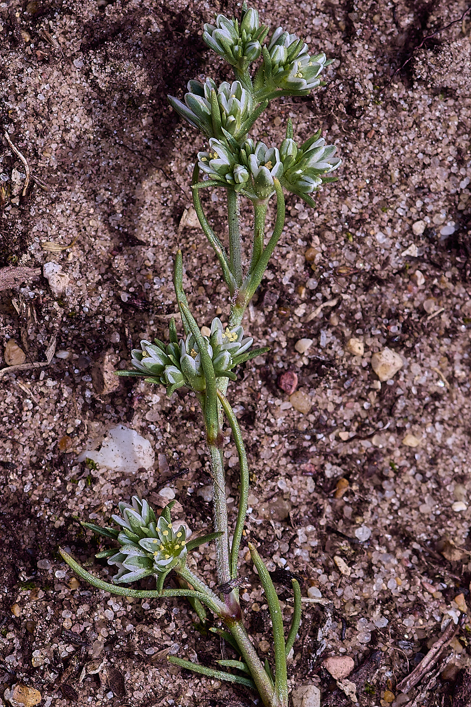 SantonDownhamPerennialKnawel250825-2a