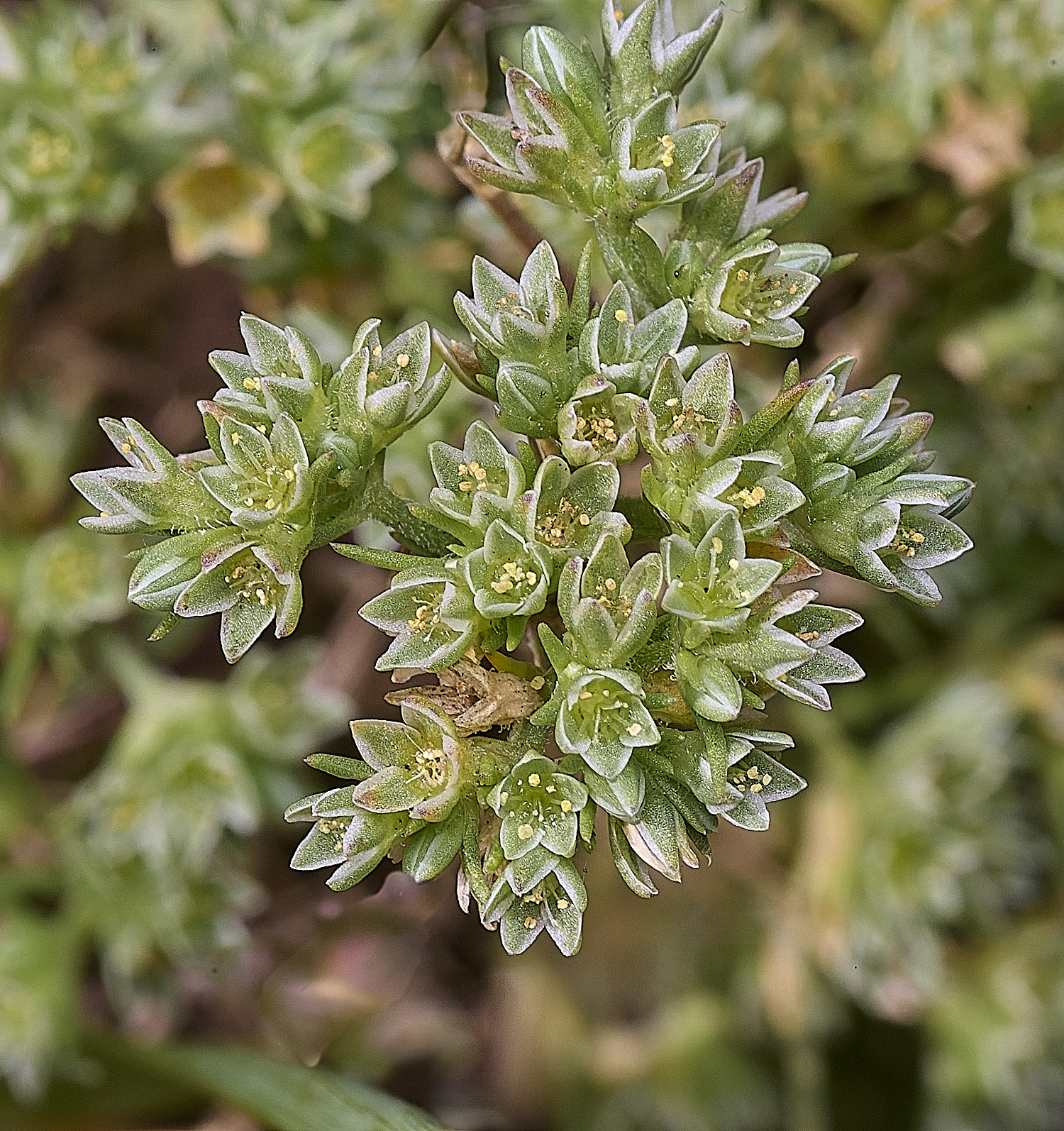 SantonDownhamPerennialKnawel250825-4