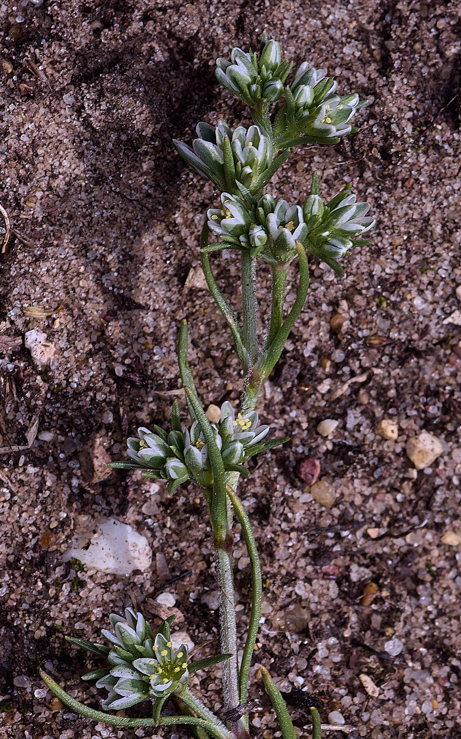 SantonDownhamPerennialKnawre250825-2