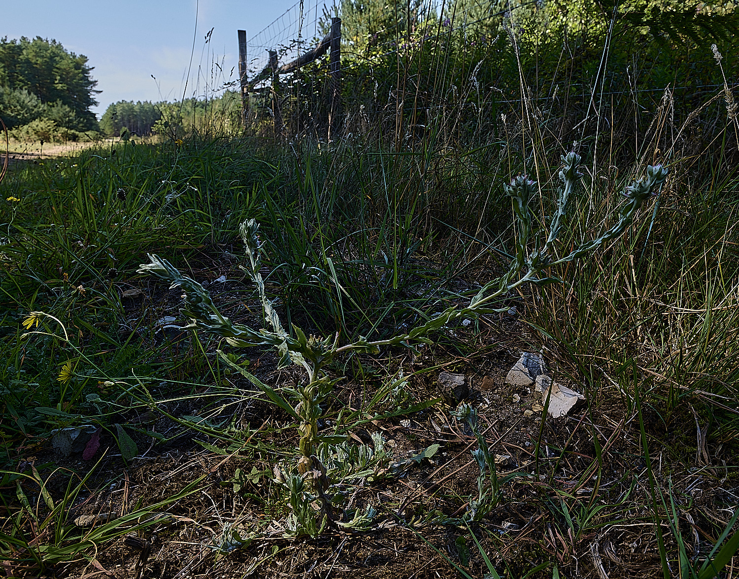 SantonDownhamRedtippedCudweed250825-1