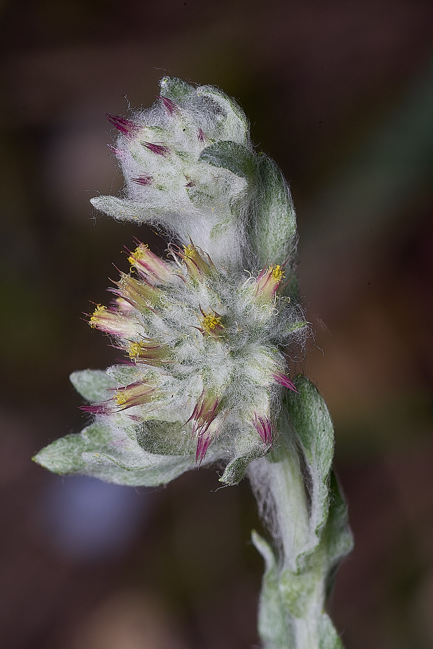 SantonDownhamRedtippedCudweed250825-11