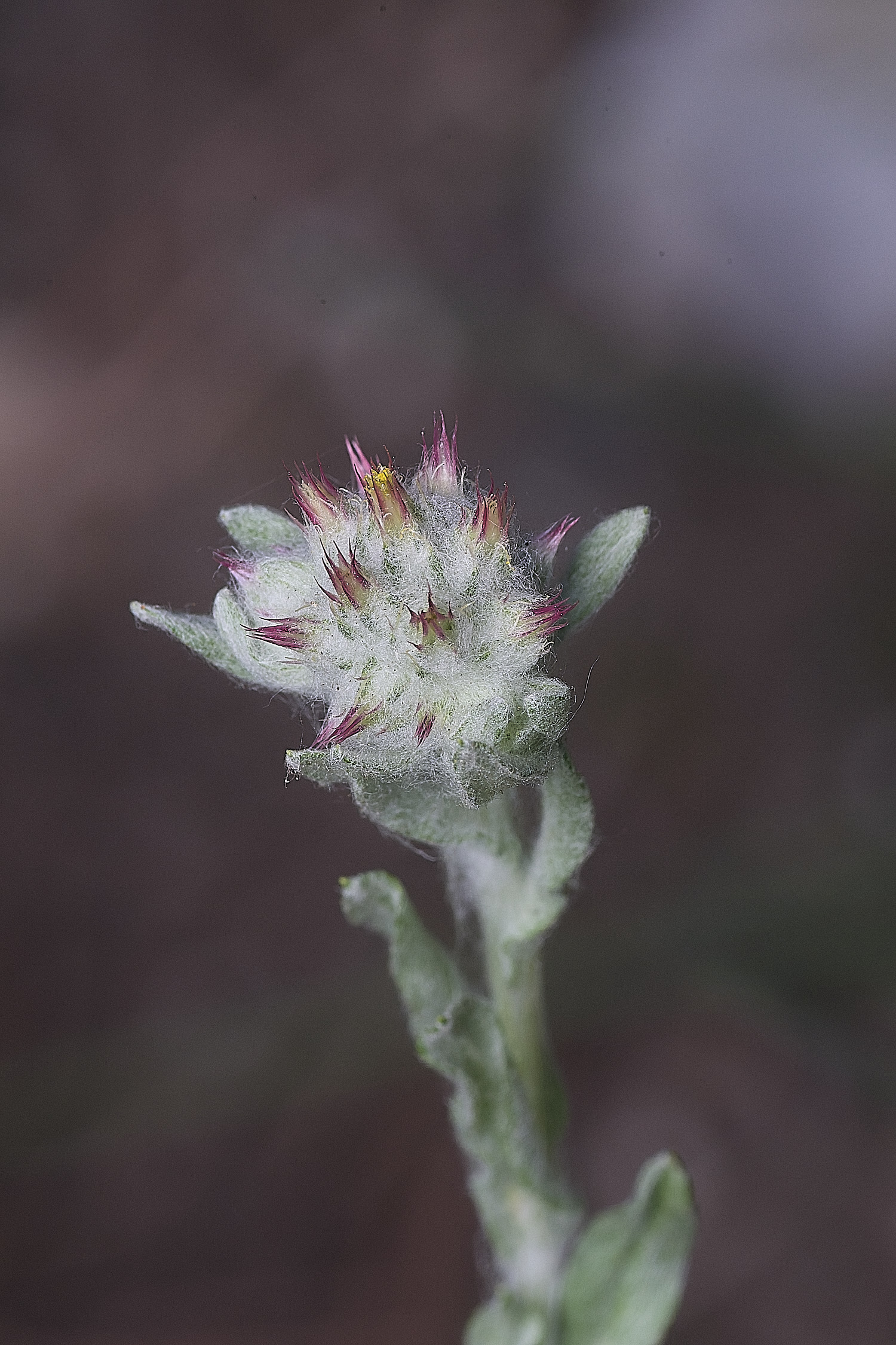 SantonDownhamRedtippedCudweed250825-115