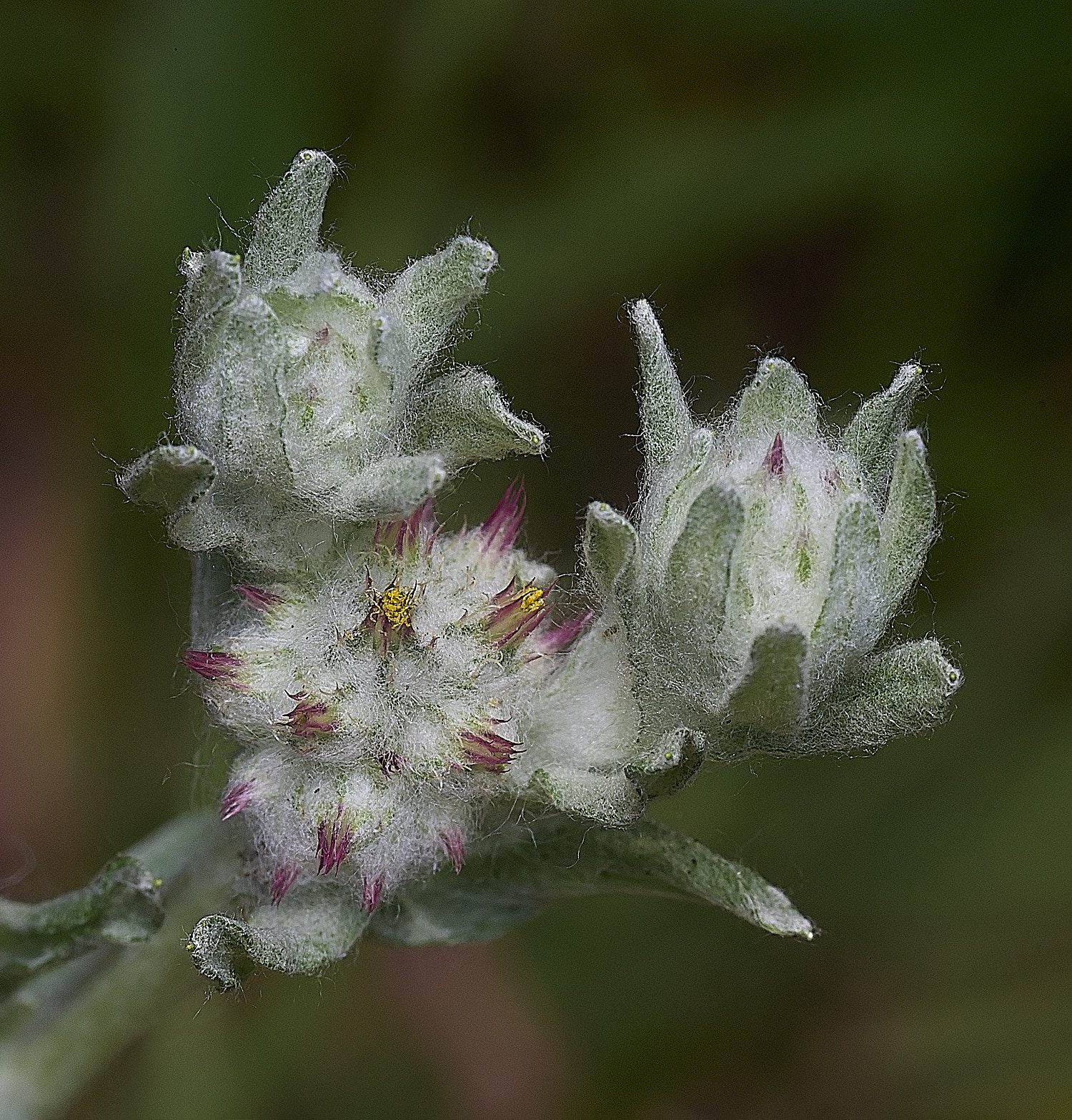 SantonDownhamRedtippedCudweed250825-14
