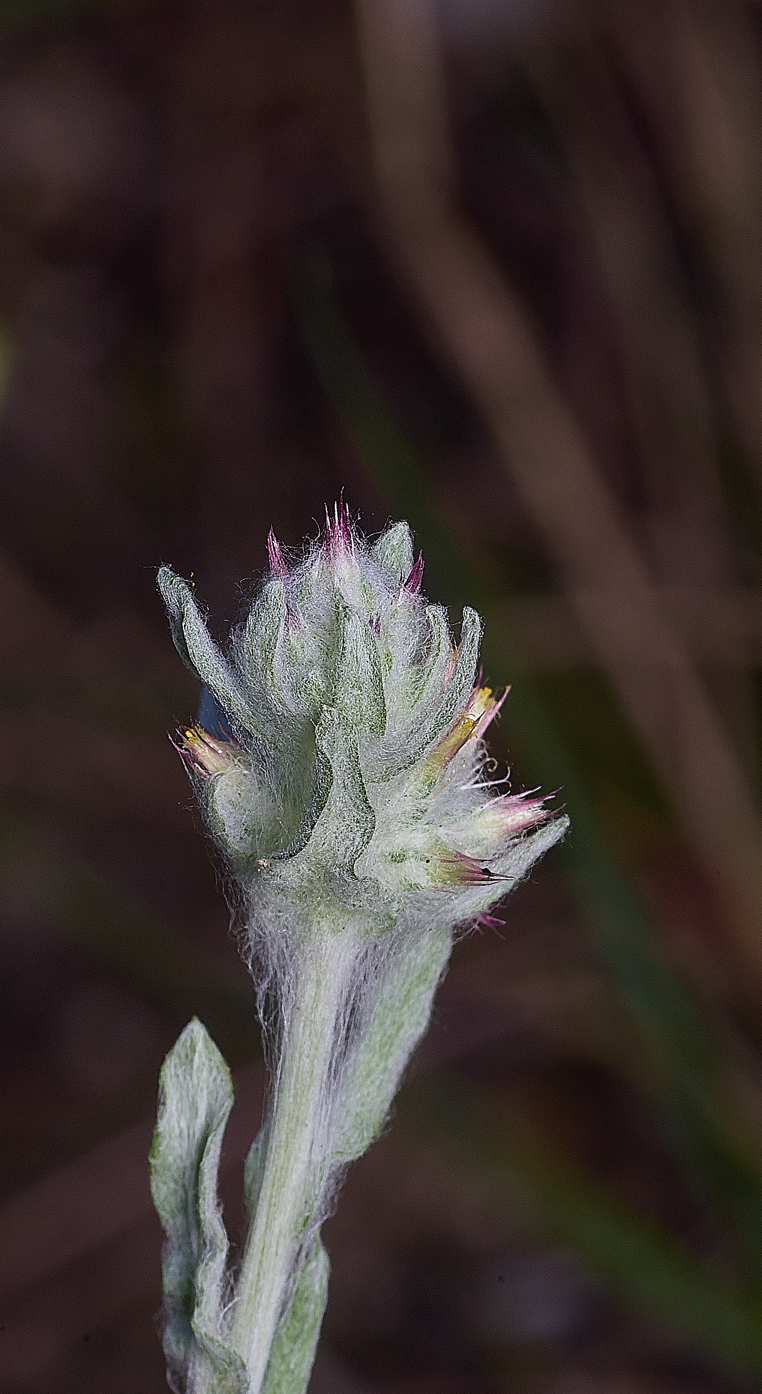 SantonDownhamRedtippedCudweed250825-2