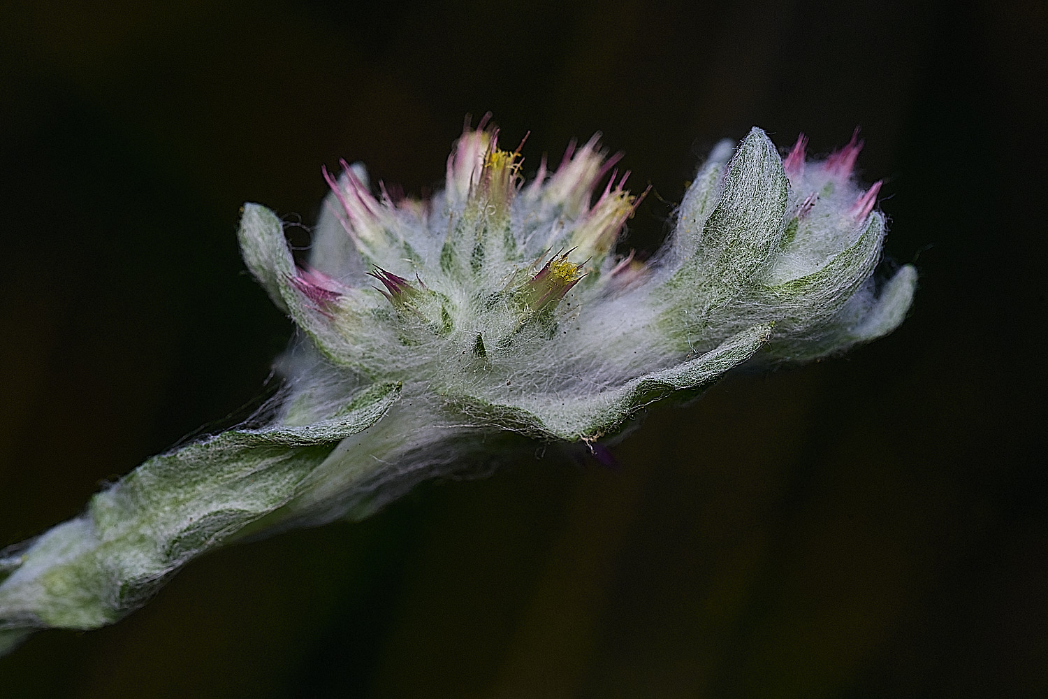SantonDownhamRedtippedCudweed250825-5