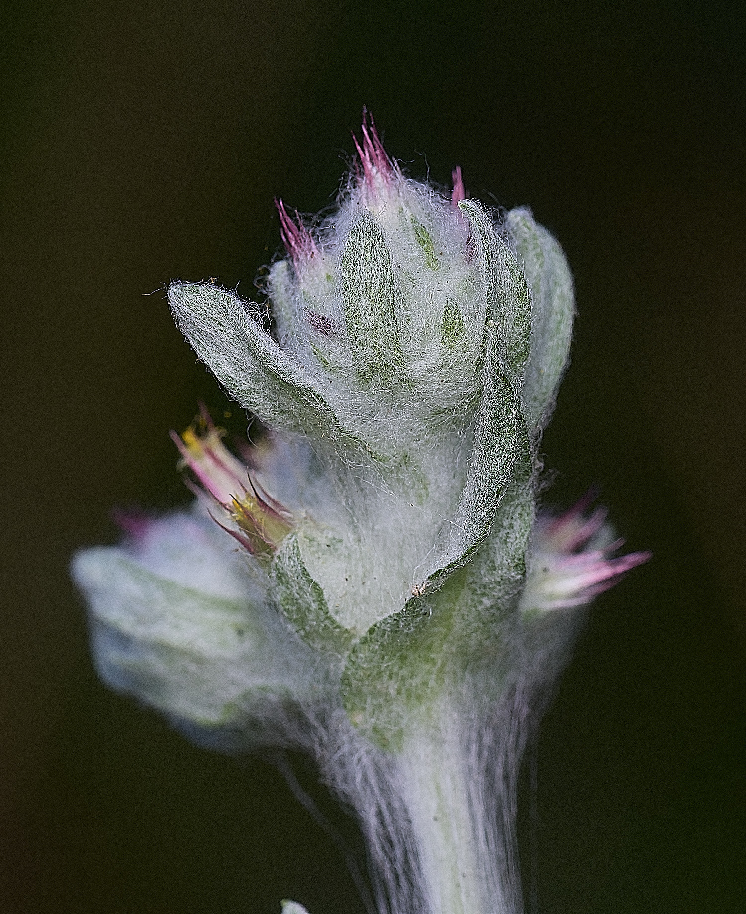 SantonDownhamRedtippedCudweed250825-6