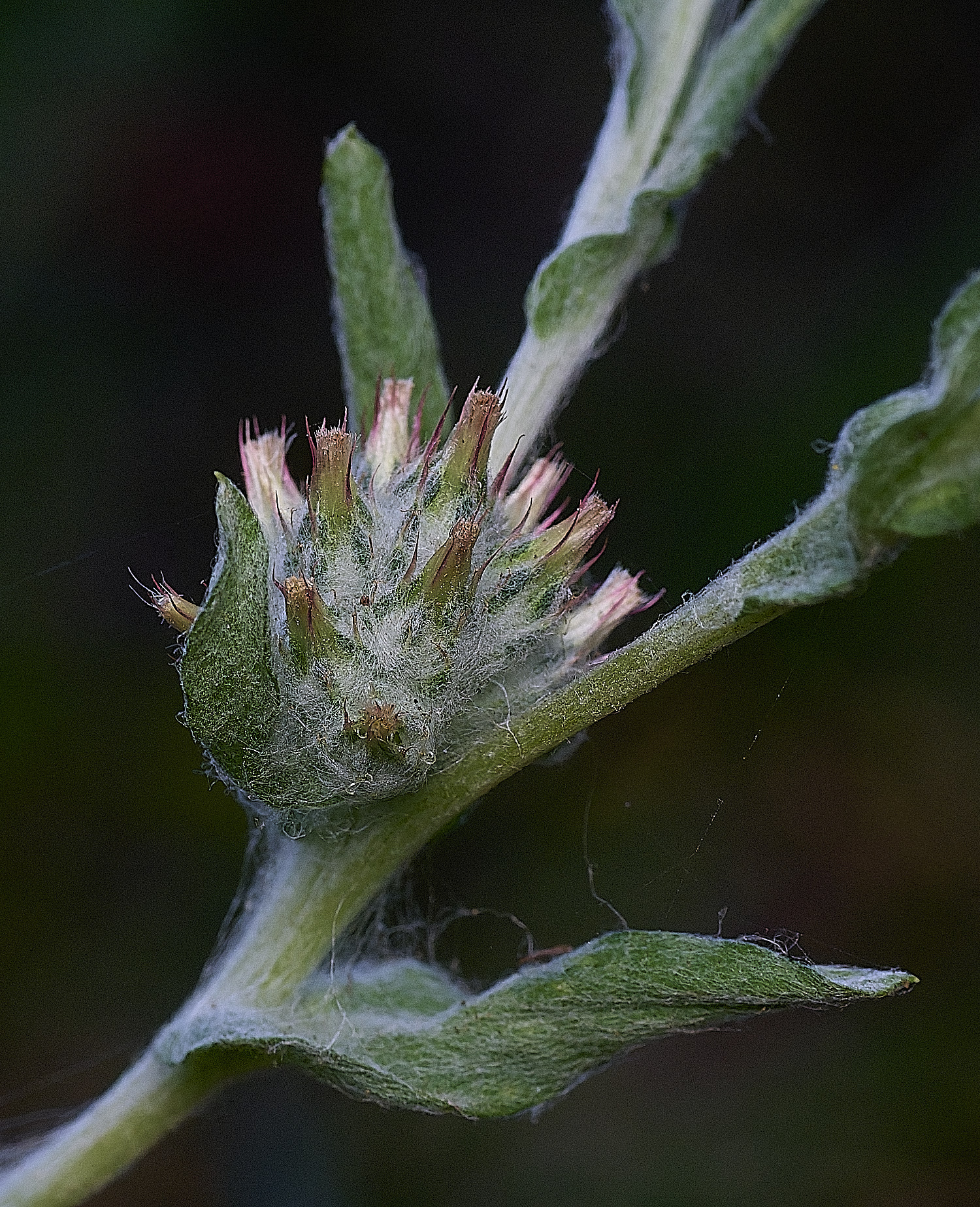 SantonDownhamRedtippedCudweed250825-7