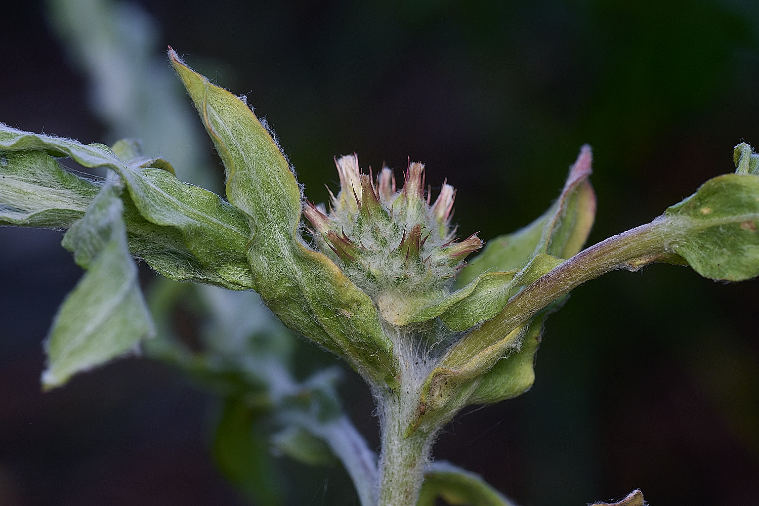 SantonDownhamRedtippedCudweed250825-8