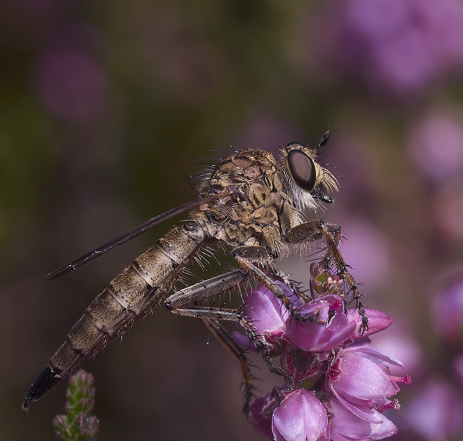 SantonDownhamRobberFly250825-1