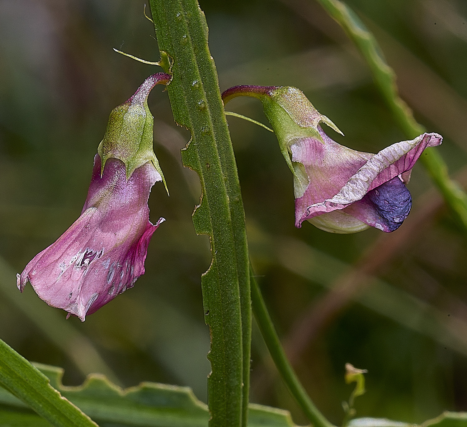 SantonDownhamSlenderPea250825-1