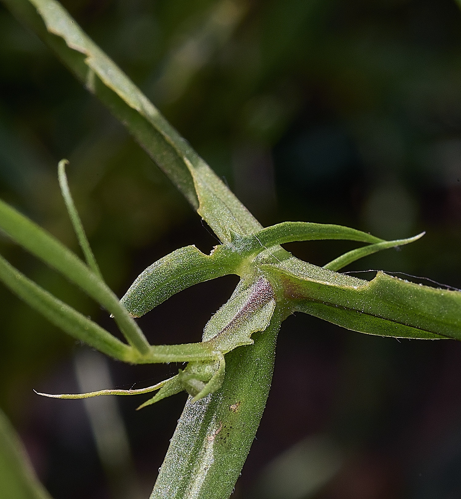 SantonDownhamSlenderPea250825-2