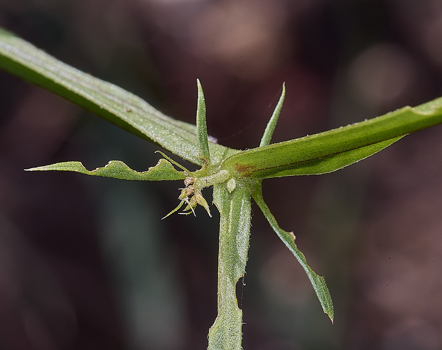 SantonDownhamSlenderPea250825-3