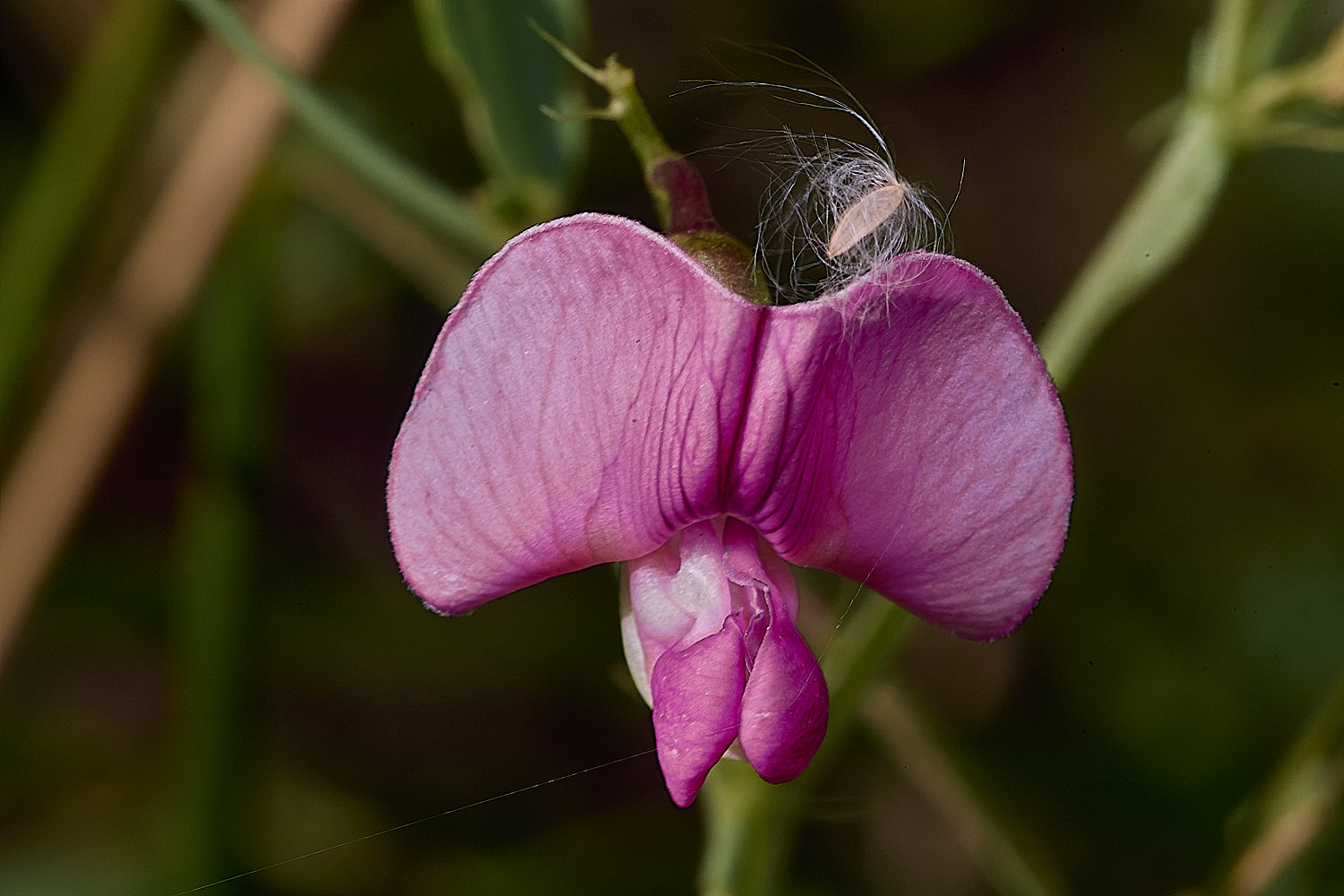 SantonDownhamSlenderPea250825-4