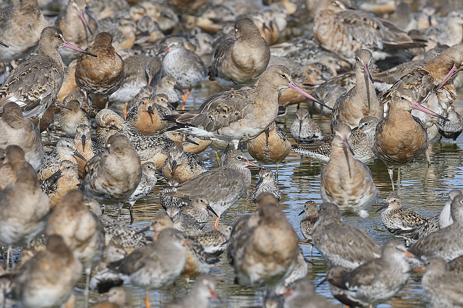 SnettishamBlack-tailedGodwit130825-1