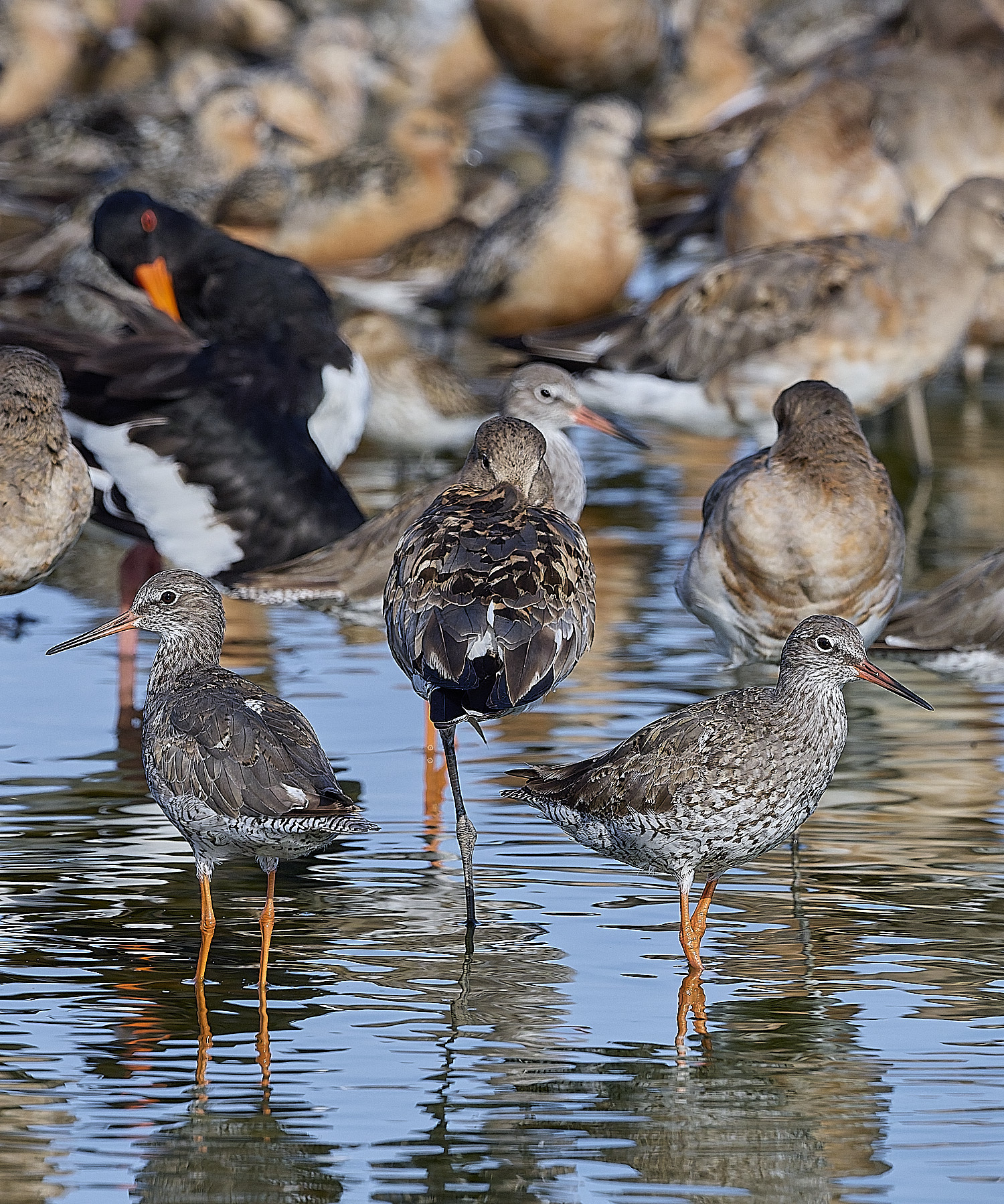 SnettishamBlack-tailedGodwit130825-10