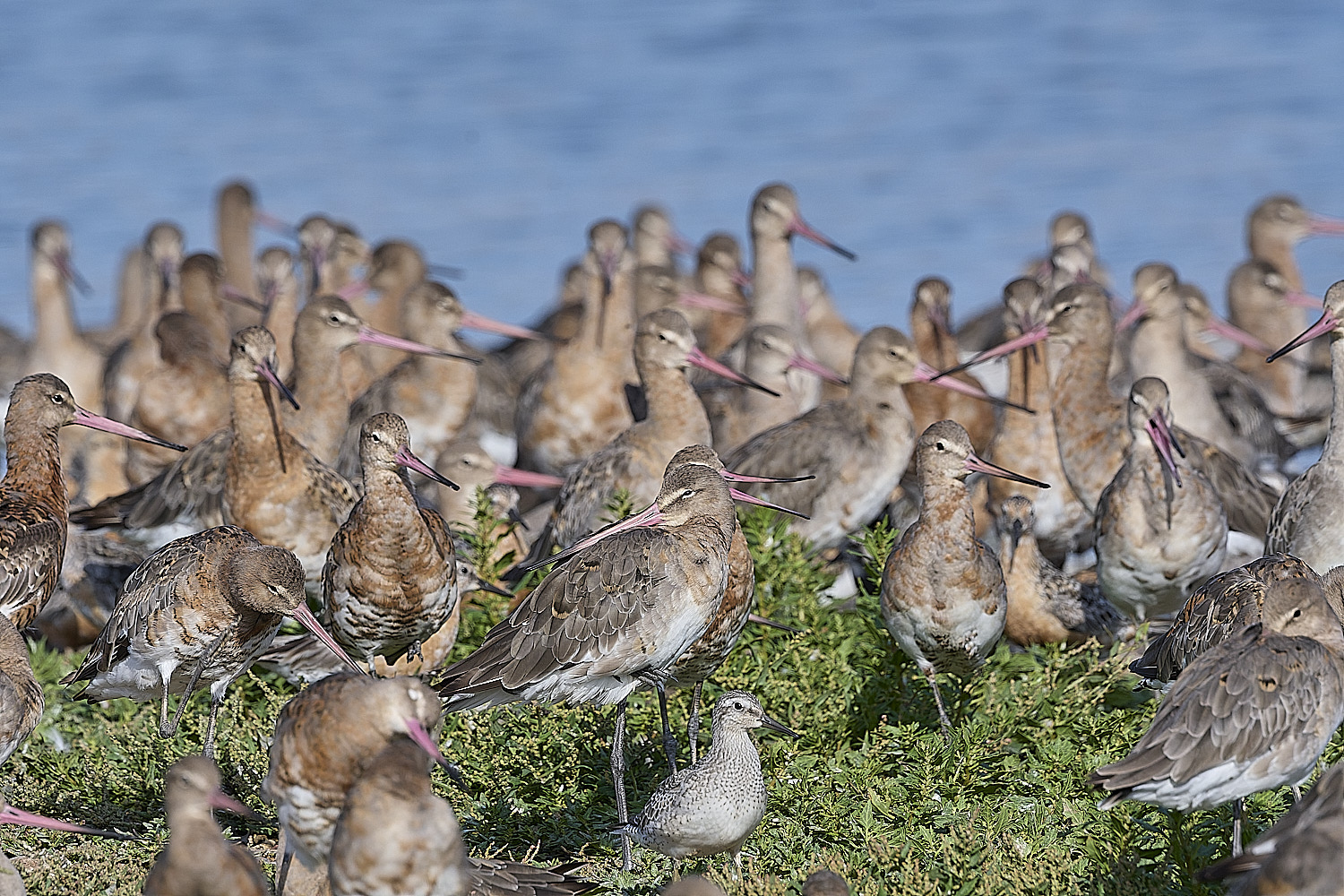 SnettishamBlack-tailedGodwit130825-12