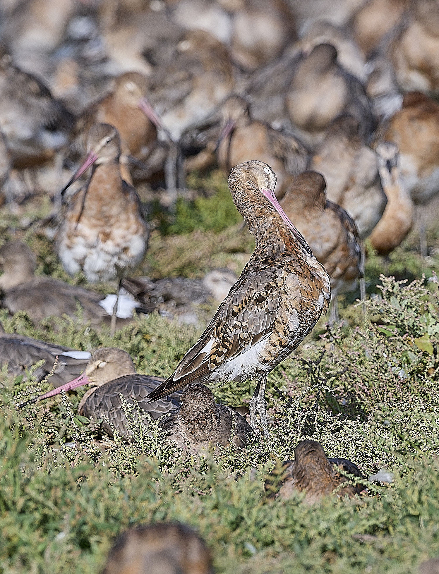 SnettishamBlack-tailedGodwit130825-13