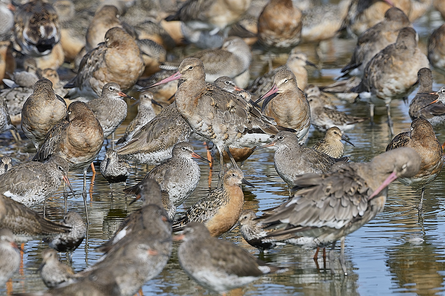 SnettishamBlack-tailedGodwit130825-2