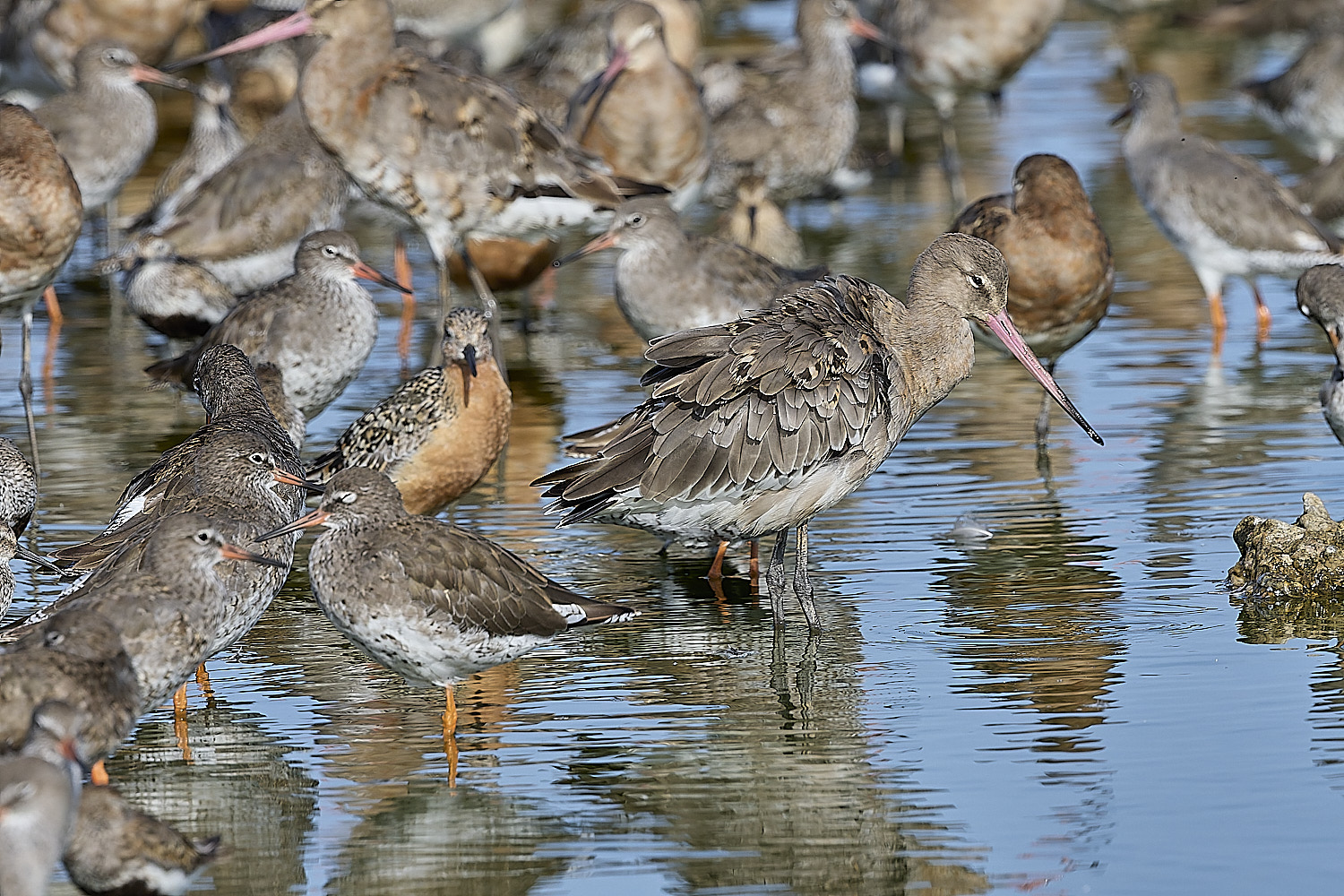 SnettishamBlack-tailedGodwit130825-3
