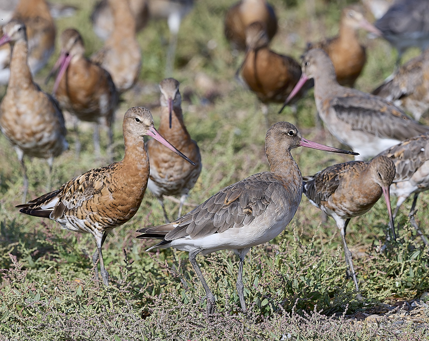 SnettishamBlack-tailedGodwit130825-5