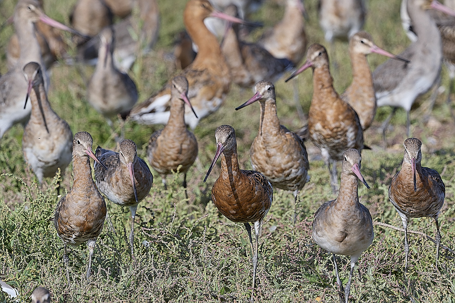 SnettishamBlack-tailedGodwit130825-6