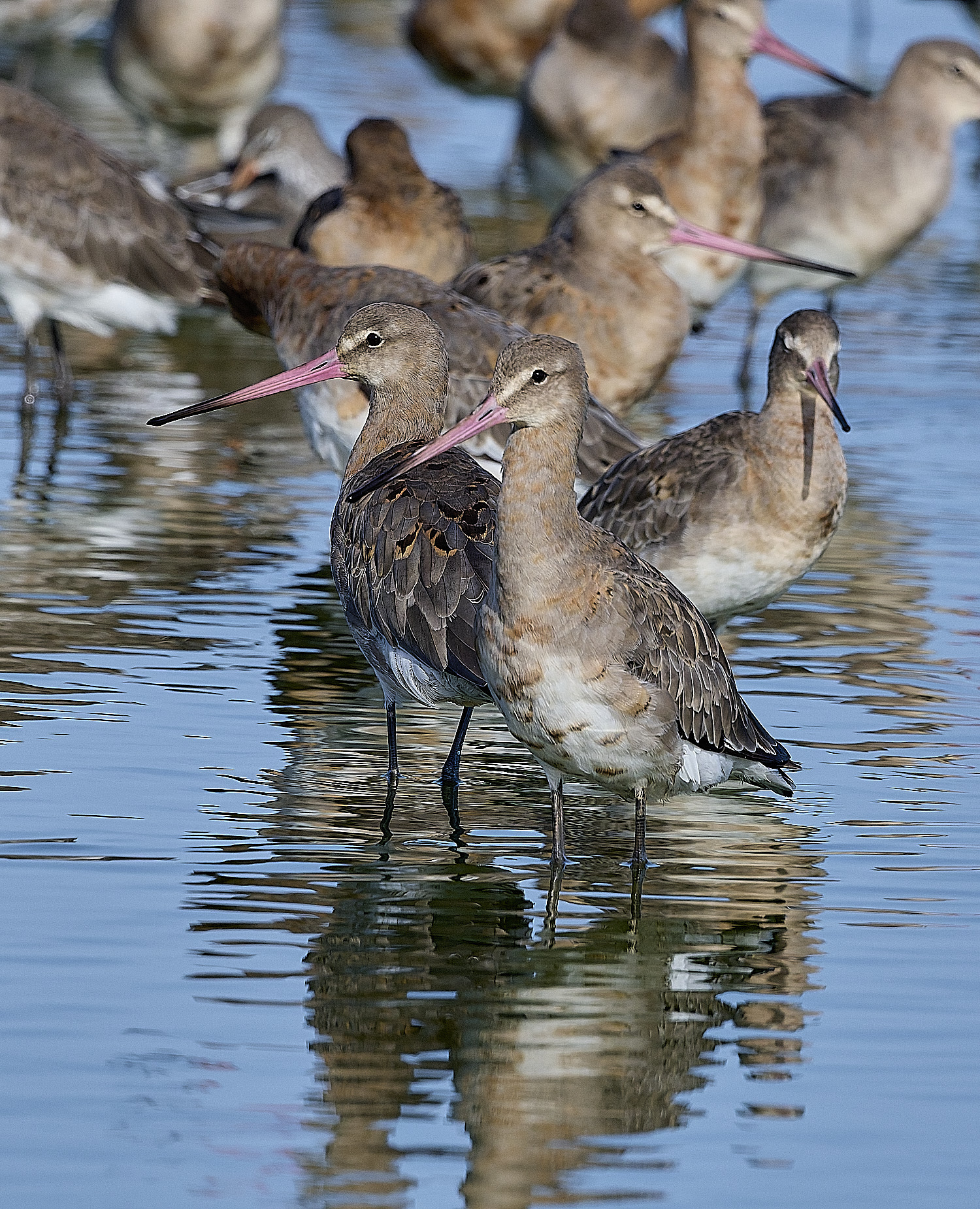 SnettishamBlack-tailedGodwit130825-7