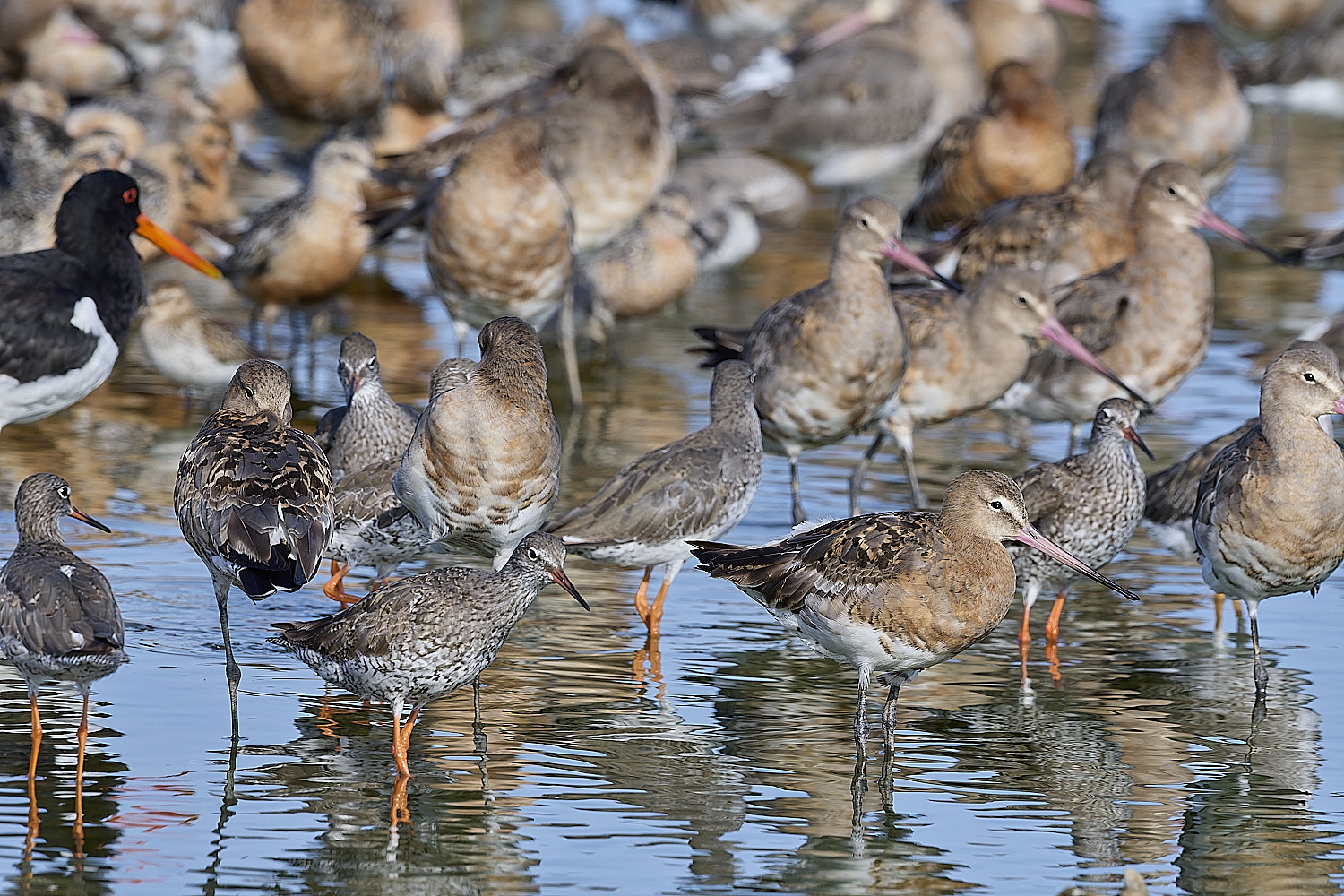 SnettishamBlack-tailedGodwit130825-9