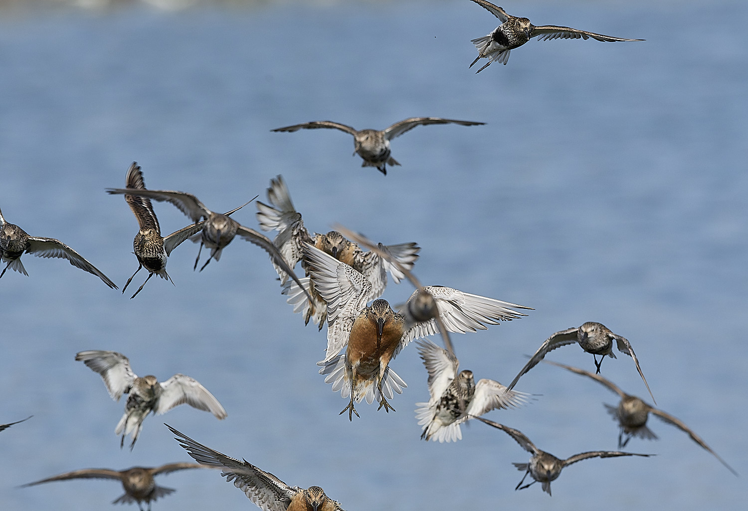 SnettishamDunlin-Knot130825-1