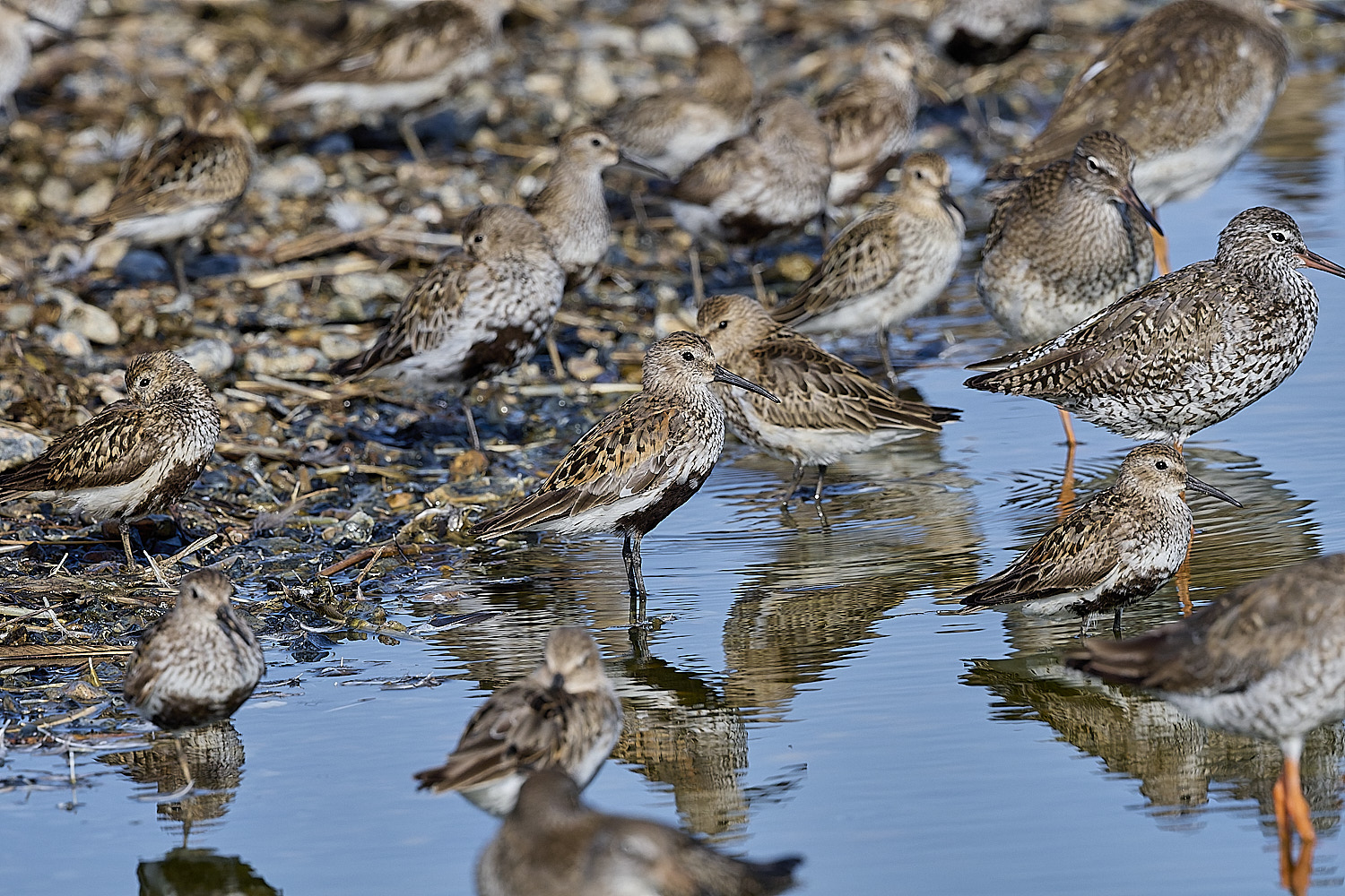 SnettishamDunlin130825-4