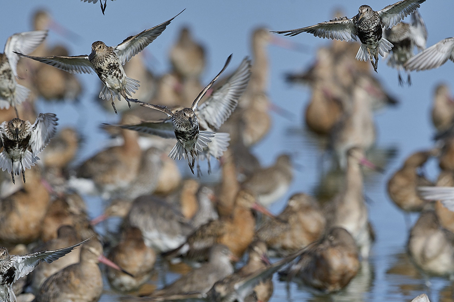 SnettishamDunlinLanding130825-1