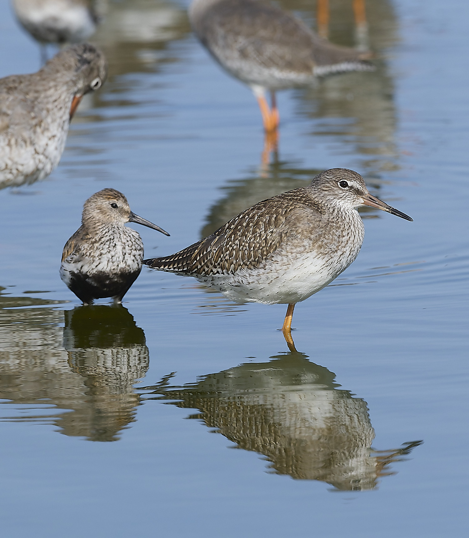 SnettishamDunlinRedshank130825-4