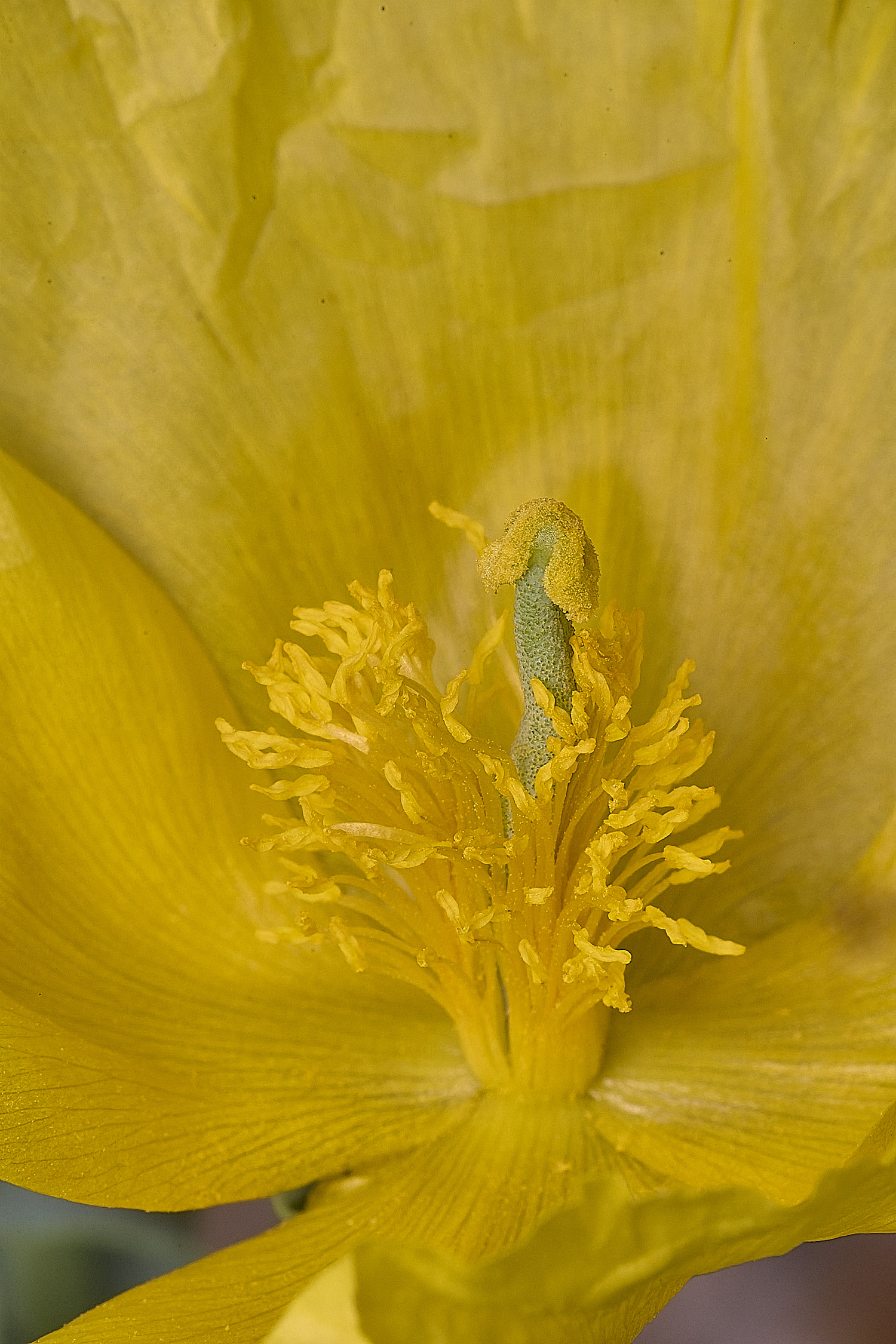 SnettishamHornedPoppy130825-1