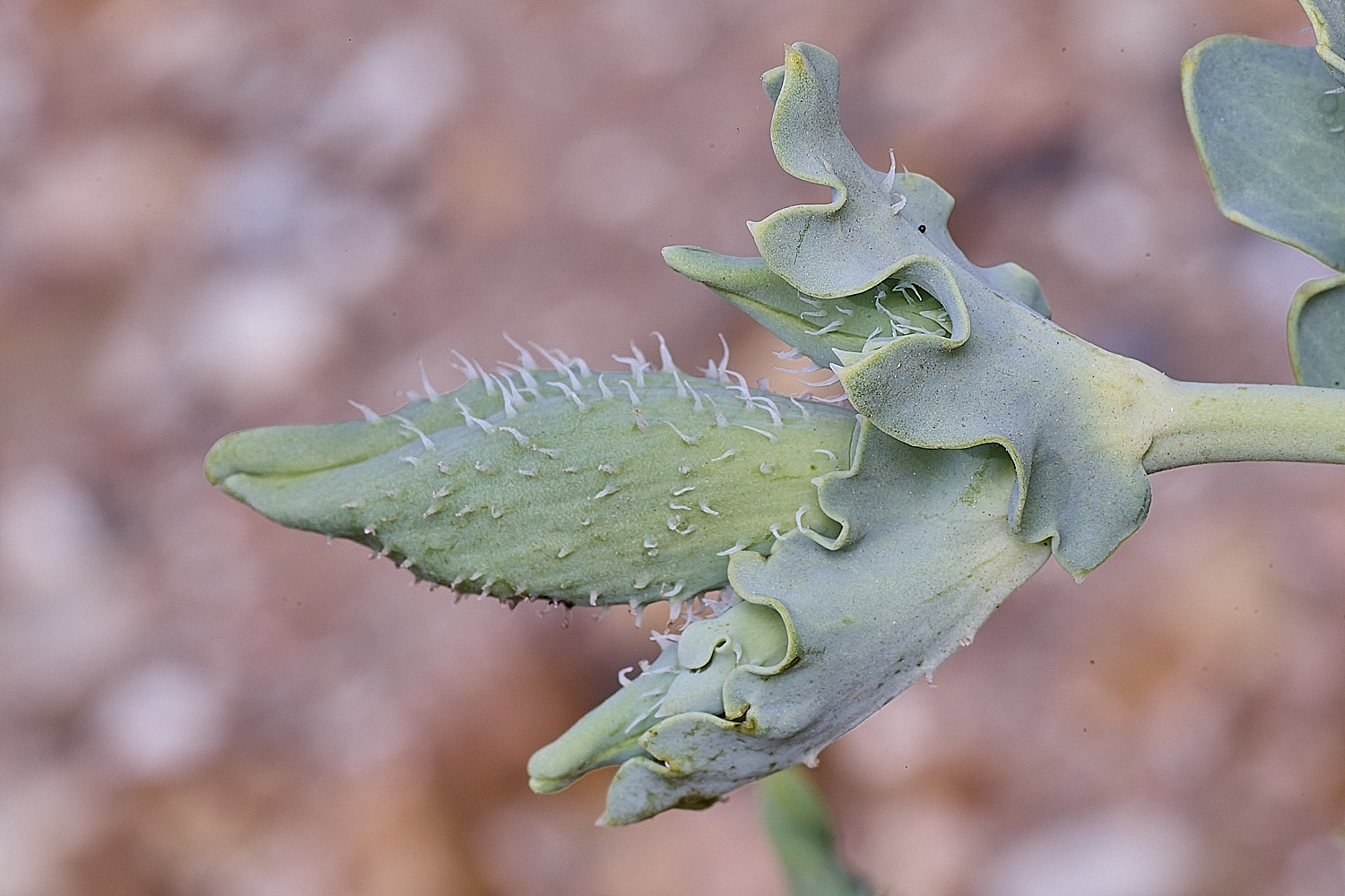 SnettishamHornedPoppy130825-2