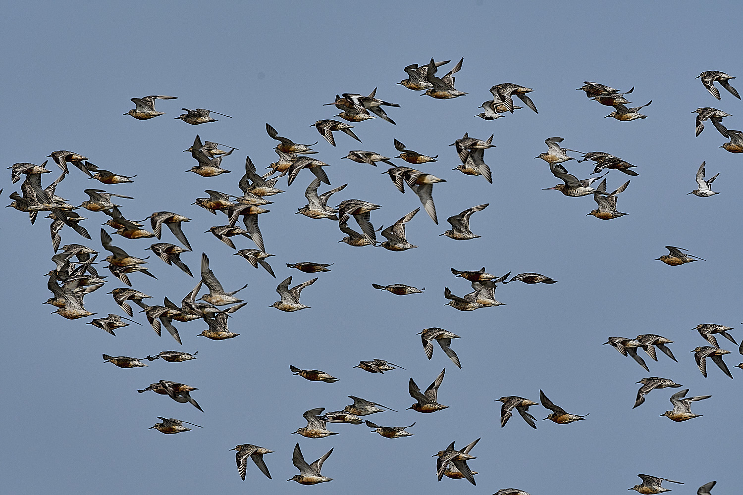 SnettishamKnot130825-