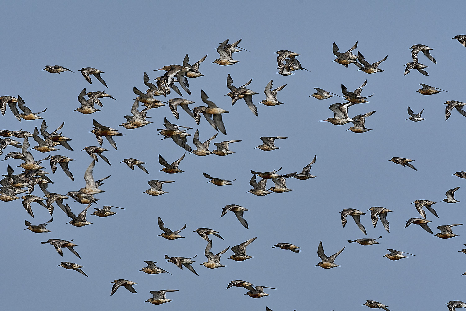 SnettishamKnot130825-2