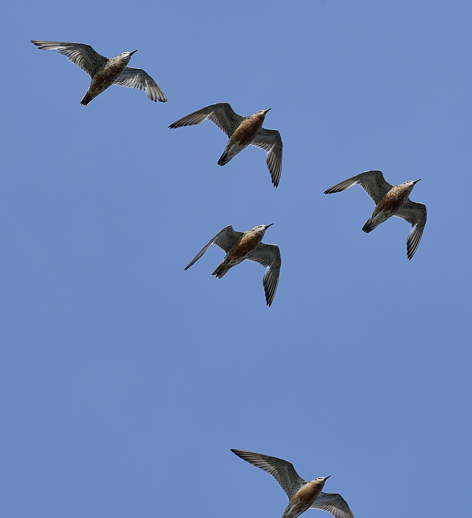 SnettishamKnot130825-3