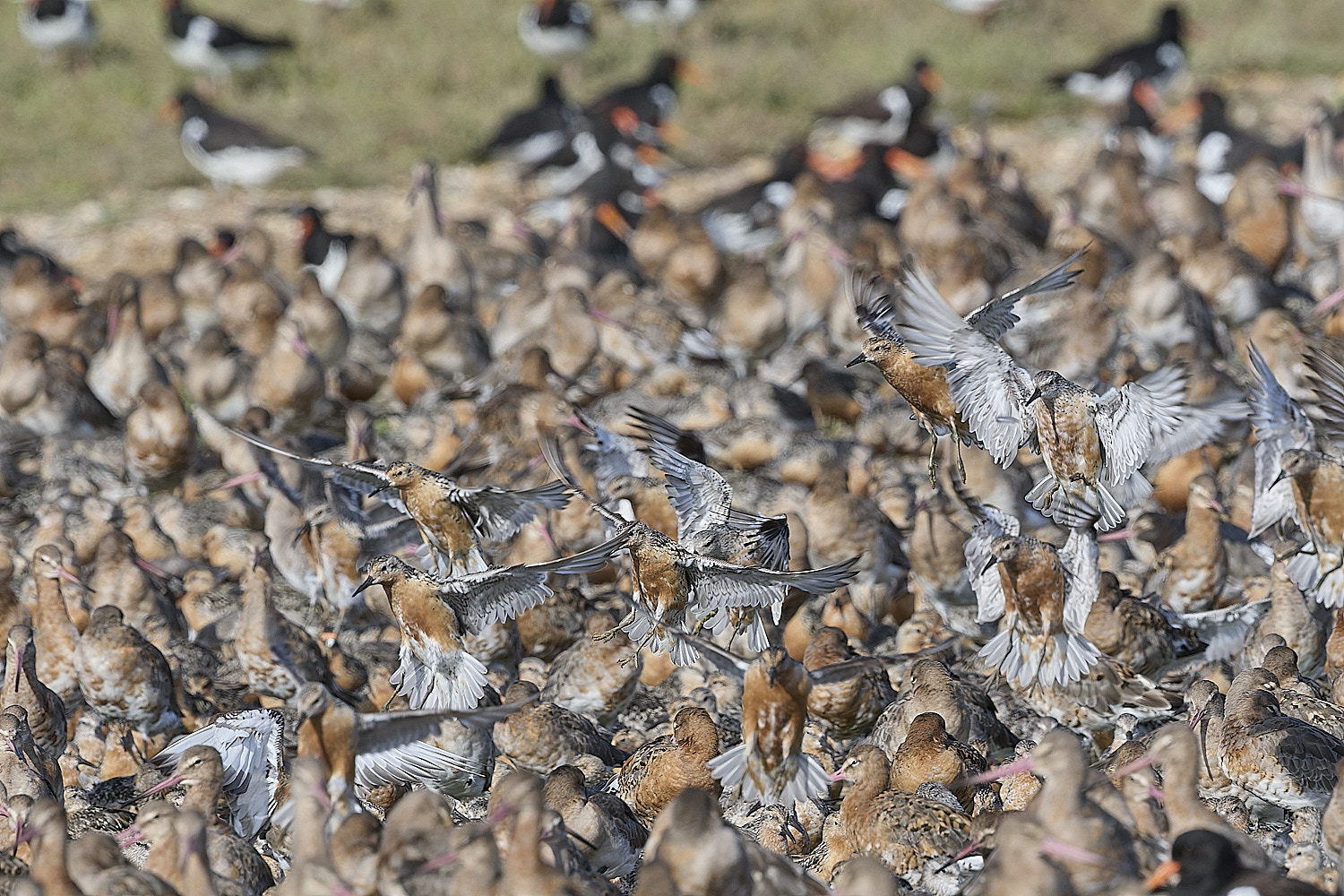 SnettishamKnotLanding130825-1