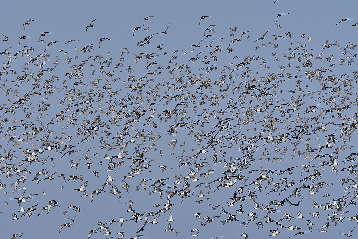SnettishamMixedFlock130825-1
