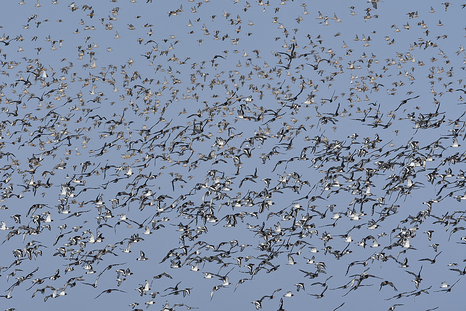 SnettishamMixedFlock130825-2