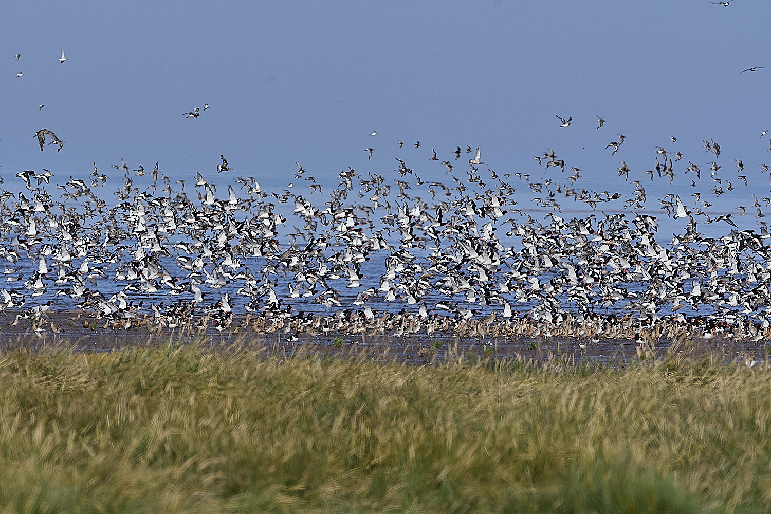 SnettishamMixedFlock130825-4