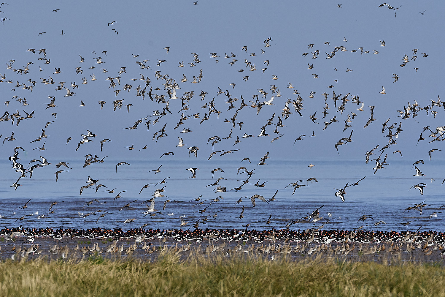 SnettishamMixedFlock130825-6