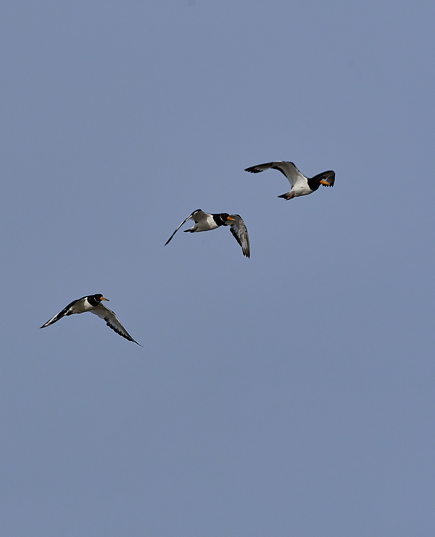 SnettishamOystercatcher130825-1