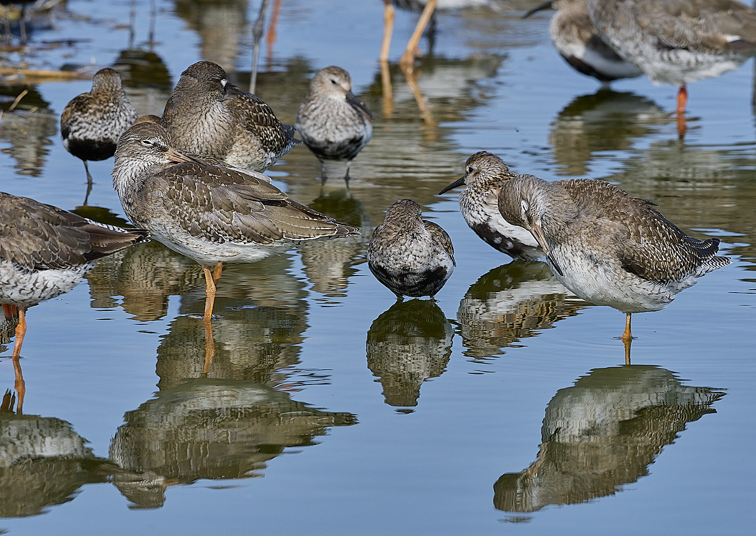 SnettishamRedshnak-Dunlin130825-1