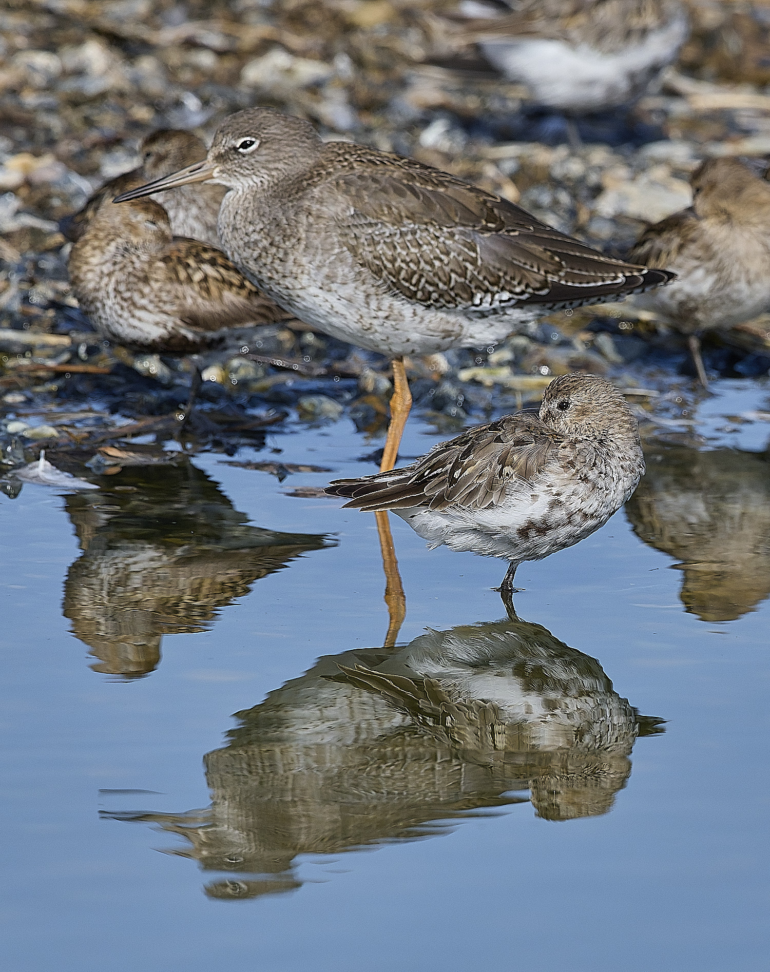 SnettishamRedshnak-Dunlin130825-2
