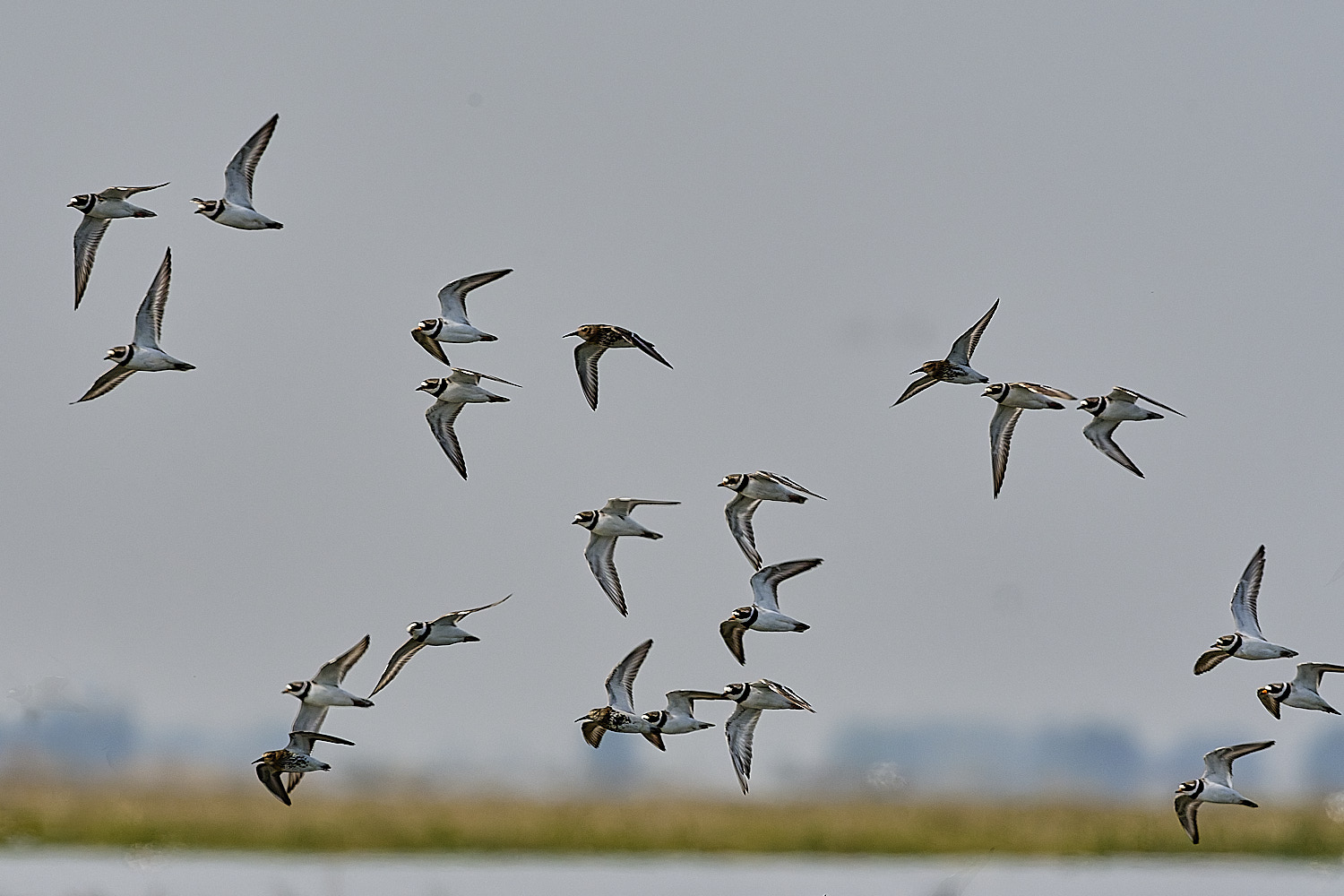 SnettishamRingedPlover130825-1