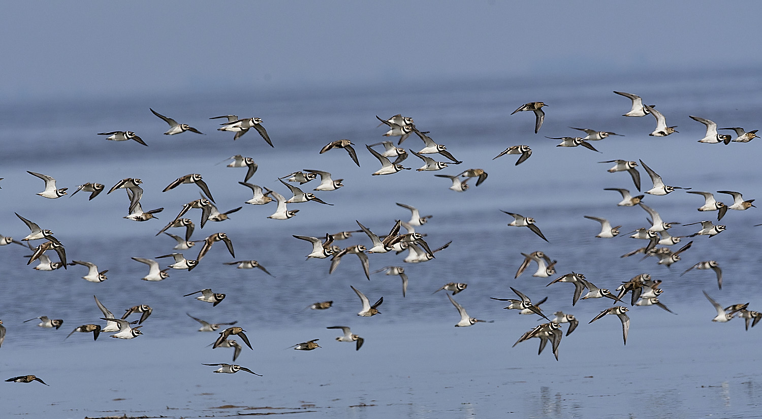 SnettishamRingedPlover130825-2