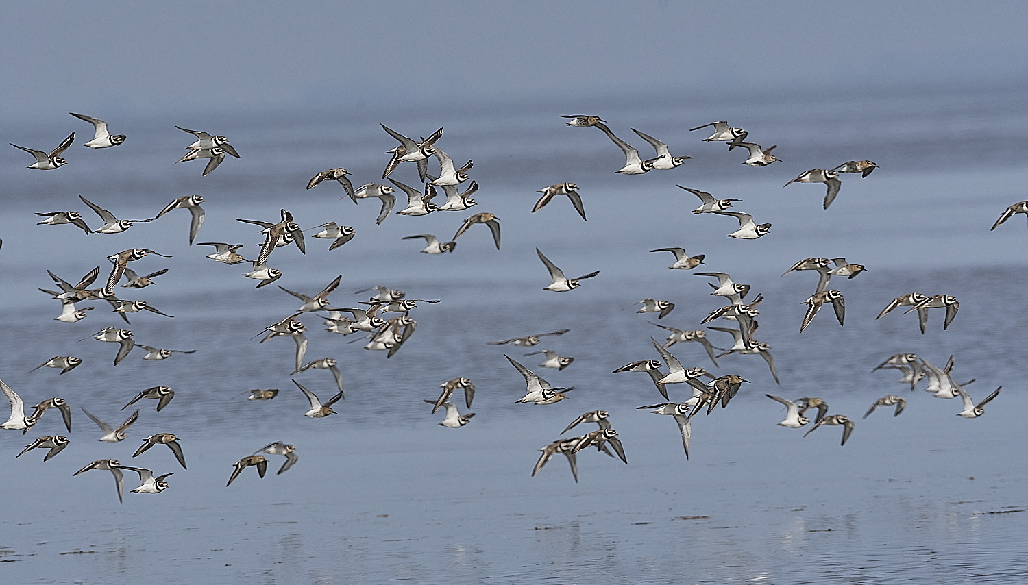 SnettishamRingedPlover130825-3