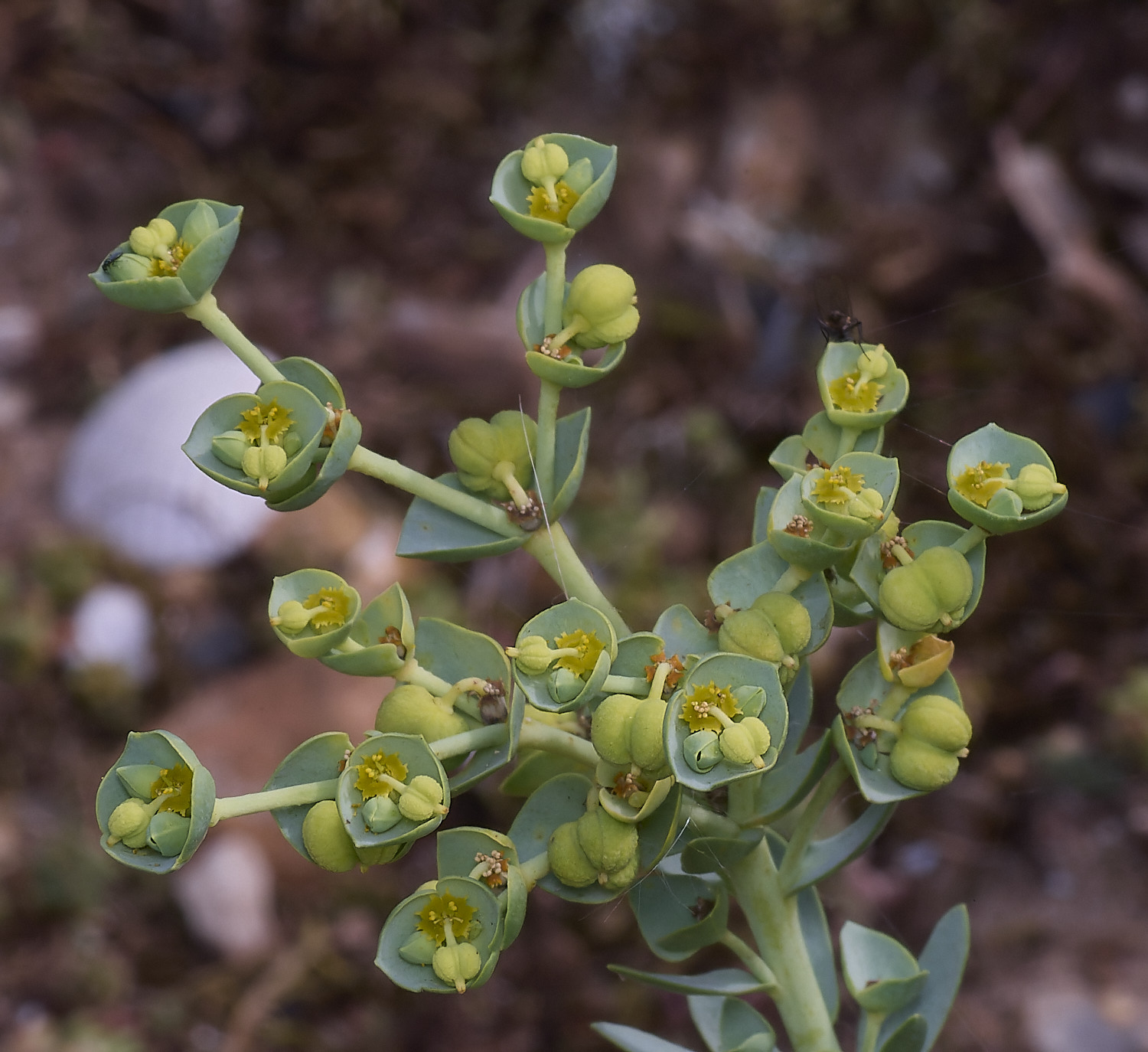 SnettishamSeaSpurge130825-1