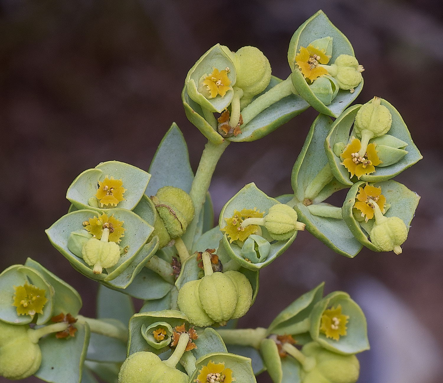 SnettishamSeaSpurge130825-2